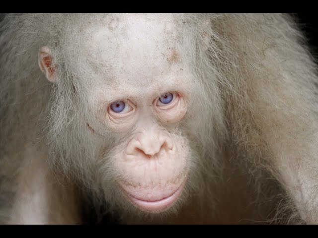 Monkey Albino