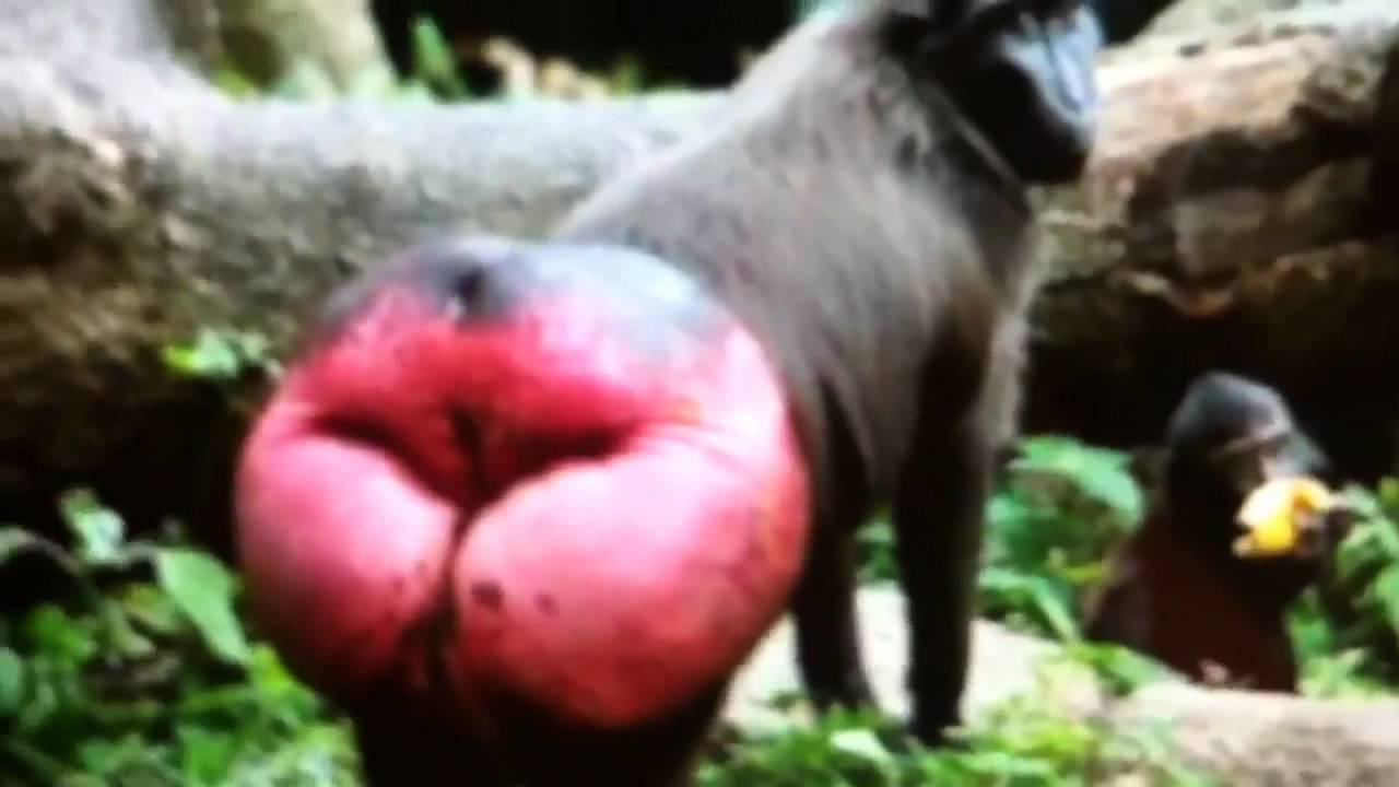 monkey with red bum