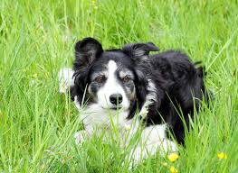 japanese man collie dog costume